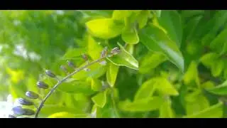 Pingo-de-Ouro/(Duranta erecta) L. [Leitura na Descri&ccedil;&atilde;o]#plantas