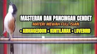 SUARA CENDET GACOR INI 100% AMPUH UNTUK PANCINGAN DAN MASTERAN CENDET ANDA