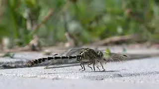 Free of copyright video / Odonata / Vretence / Aeshna / Onychogomphus forcipatus /