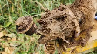 The SHOCKING Truth About Cow Foot Care Nobody Tells You