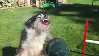 Hosegame 2014 - Dogs vs Hose in Slow Motion