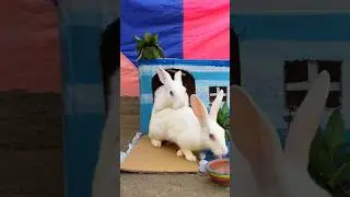 Rabbit&rsquo;s mating 😻🐇😱😱| bunny rabbits mating | rabbits mating behaviour #rabbits #ytshorts