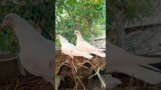 Hight quality pigeon Tips friends 😍🕊️🏠 #pigeon #shots #kabutar #like #shere