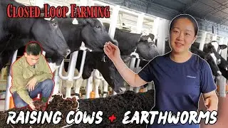 Large-Scale Cow Farms: Transforming Cow Manure into a 'Treasure' for Worm Farming