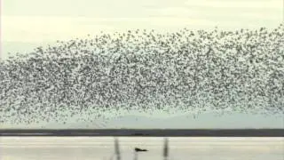 Support Your Local Flyway - Help Protect The Fraser River Delta