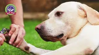 Lecture du langage canin et signaux d'apaisement en TCAP avec l'Art au Poil