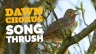 Spring Morning Dawn Chorus | Song Thrush & Friends #birds