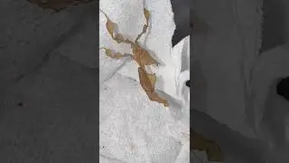 What you lookin&rsquo; at #hobby #breeder #inverts #smallbusiness #cutepets #mantis #inthismoment