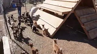 Bottle Feeding Baby Goats