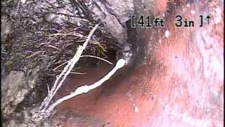 What Do Roots In A Pipe Look Like? (1)