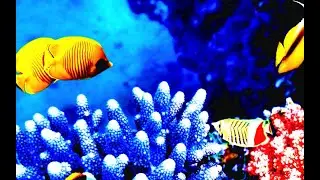 Peaceful Coral Reefs | Relaxing Soothing Music & Video | 2 Hours