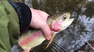 Fishing with Lyubaka - Trout Slam and Panfish Dinner