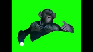 Monkey saying 