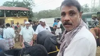 നല്ല ബാക്ക് കനമുള്ള രണ്ട് നാടൻ പോത്തുകൾ ചോദ്യം  ₹150000