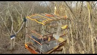 Campeada de Azulão #viral #viralvideo #shortvideo #video #shorts #short #azul #azulão #nature 