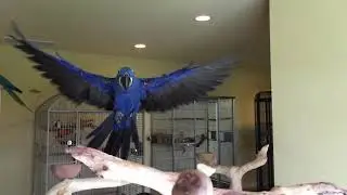 Blu, my Hyacinth Macaw flying (Amazing slow motion video)