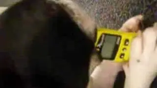 French Bulldog Tests the Kestrel Pocket Weather Meter