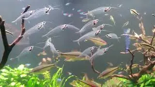 유리메기 glass catfish