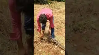 Drip irrigation in Mango Farm Sapota Chickoo farm