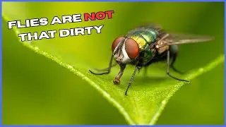 Flies Are Surprisingly Clean 😮 | 5 Crazy Animal Facts