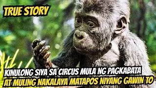ANG TOTOONG KWENTO NG GORILYA MATAPOS SIYANG MAKULONG NG MAHABANG PANAHON AT MULING MAKALAYA SA...