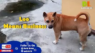 Leo Means Business