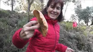Tercera Ruta Micol&oacute;gica de la Universidad de Granada. Bosques de Robledales