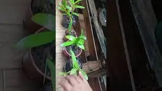 orqu&iacute;deas olho de boneca #orquideas