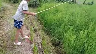 Hook fishing in a rice paddy field in Nepal Village