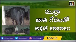 ముర్రా జాతి గేదెలతో అధిక లాభాలు| Khammam District Farmer Earning High Profits With Dairy Farm | 10TV