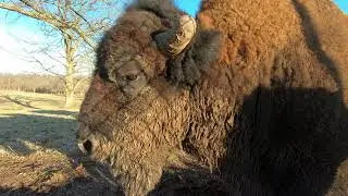 Big Healthy Buffalos (Bison)