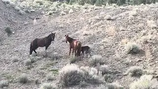 Feral horse herd 2025