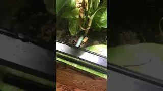 Hornworm breeding continues. Here is a hornworm ready to bury itself and become a manduca moth!