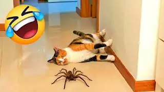Cats Causing Chaos 😍 | Funny Cat & Wild Animal Moments of 2026