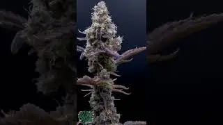 Orange Kush Cake &mdash; фенотип № 1 | Slow Lane Spin (Ethos Genetics)