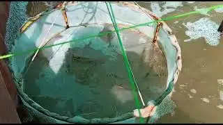 CENTURY BIOFLOC FOLDING TANK