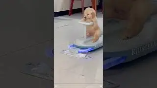 Cute dog behavior