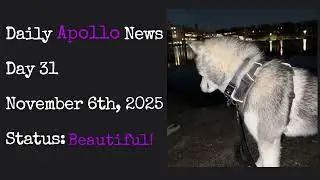 Daily Apollo News - Day 31 #furry #funny #dogbreed #dog #cute