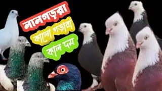 খামার থেকে পাইকারি দামে কবুতর কিনুন |লাল গড়রা |পুরান জাতের সবুজ গলা |#কবুতর_বাজার 