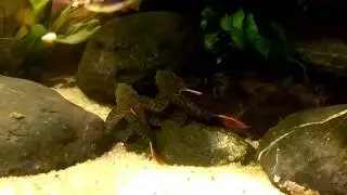L600 pseudacanthicus leopardus