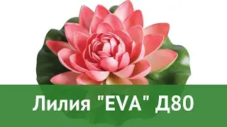Лилия EVA Д80 (Brigadier) обзор 86113 бренд Brigadier производитель Brigadier Group (Швейцария)