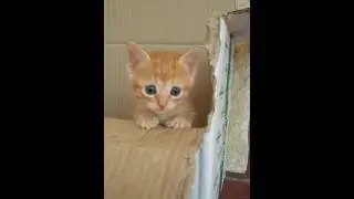 I primi passi del mio micetto 💗