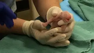 National Zoo gives a big welcome to newborn pandas