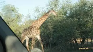 Marakele National Park - Bontle Rest Camp - Zuid Afrika