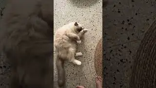 Non Edited Video of My Adorable Kemek😻#youtubevideo #cat 