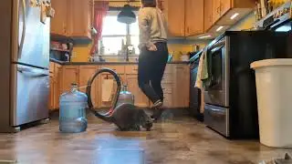 Ashley Reitmaier, lesson 4.4, shape behavior in a non-dog species