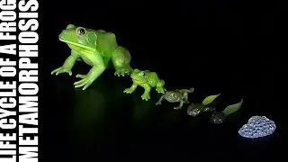 Safari Ltd. &reg; Life Cycle Of A Frog / Lebenszyklus Frosch - Metamorphose - 360&deg;