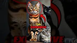 😹 5 Funny Cat Facts You Won&rsquo;t Believe! 🐾#FunnyCats #AnimalFacts #shorts