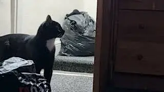 Playing around in the messy room ##cat #kitten oreo and pingu
