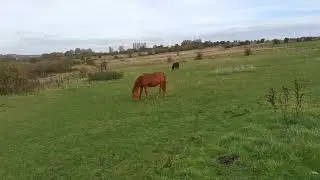 Horses of Fenton Fields.